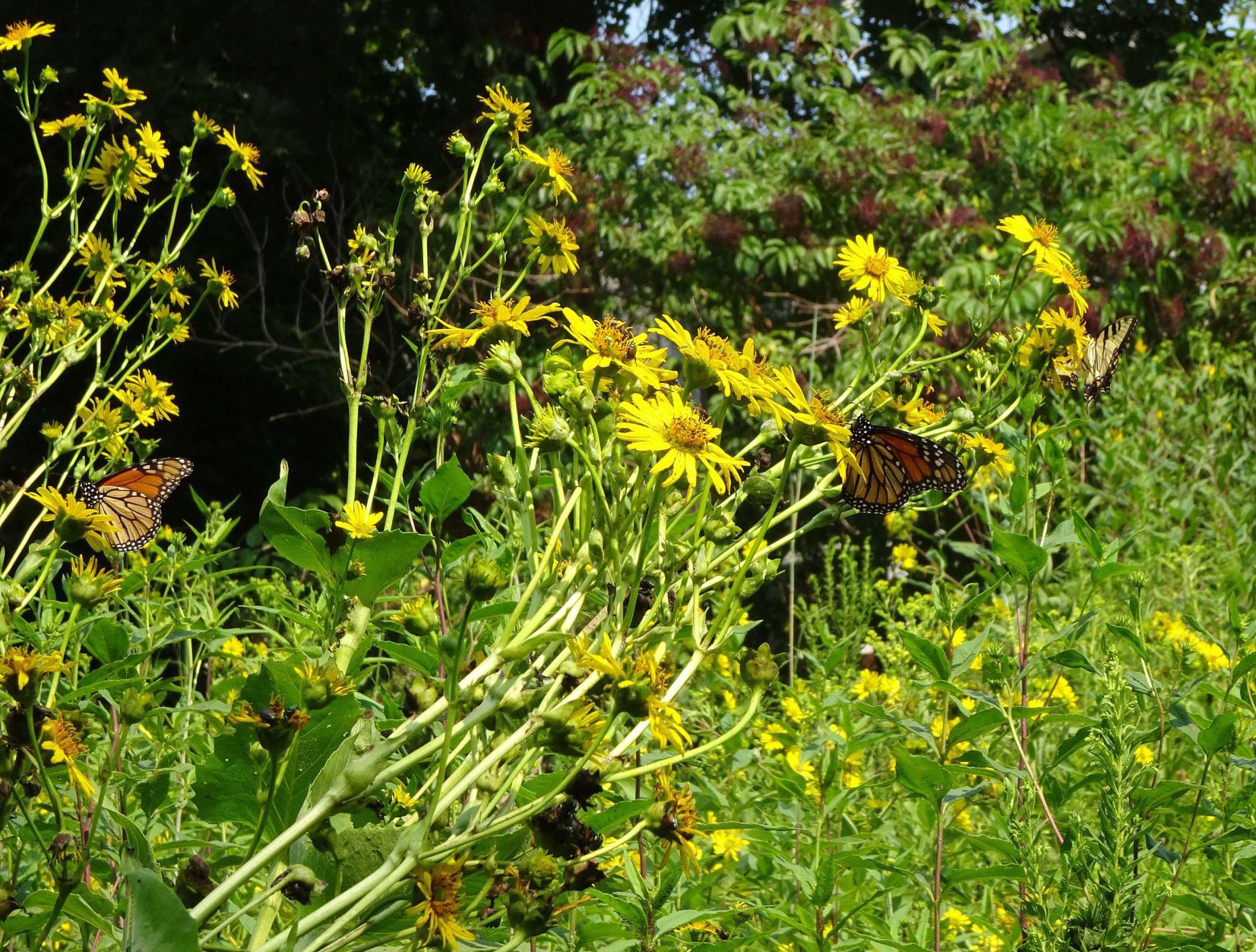 cup plant with monarchs